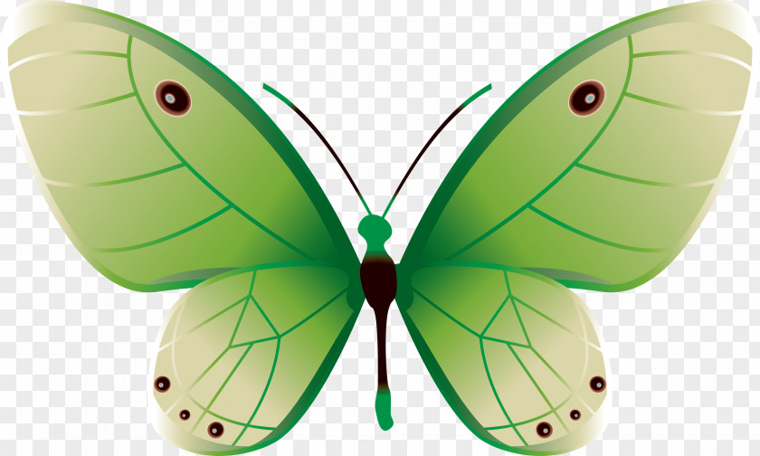 Butterfly Color Green PNG