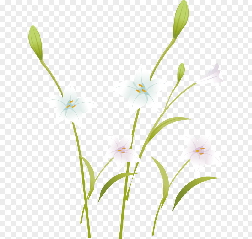 Fresh And Elegant Lily Floral Design Petal Pattern PNG