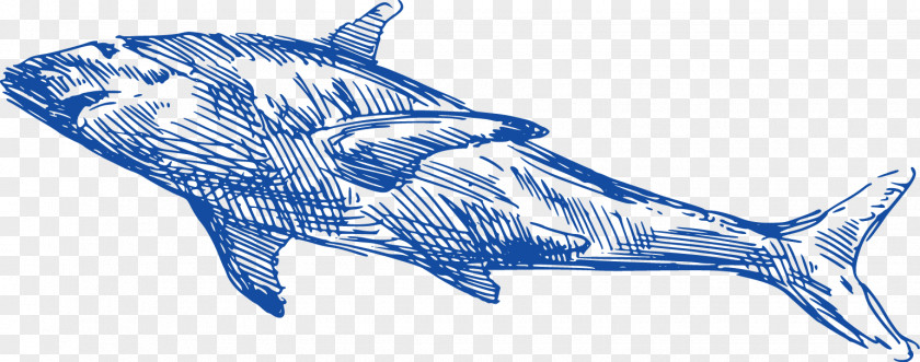 Hand Painted,whale Requiem Shark Dolphin Whale PNG