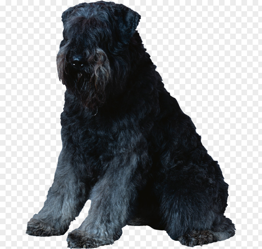 MASCOTAS Miniature Schnauzer Standard Black Russian Terrier Scottish Giant PNG
