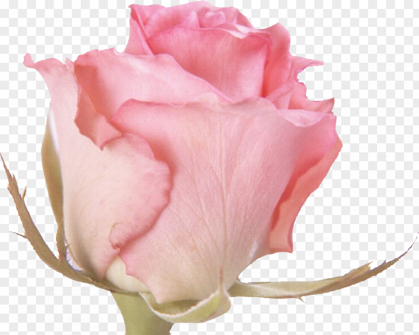 Pink Rose Flower Desktop Wallpaper Clip Art PNG