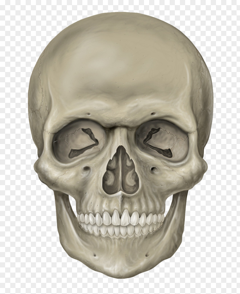 Skeleton Head Free Download Skull Human PNG