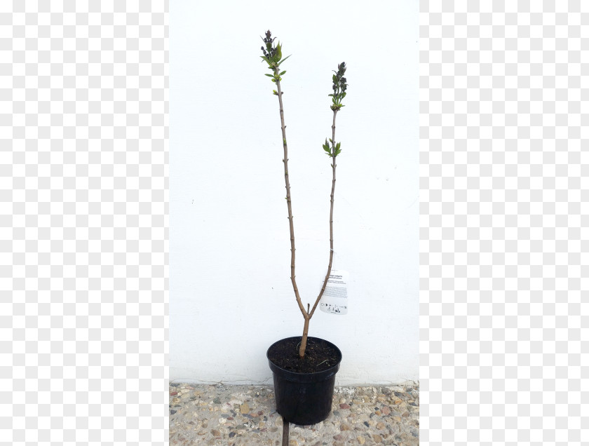 Syringa Flowerpot Houseplant Branching PNG