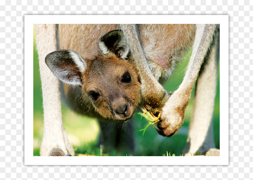 Baby Kangaroo Macropods The Pouch Western Grey PNG