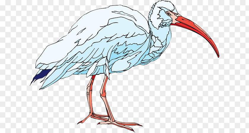 Bird American White Ibis Clip Art PNG