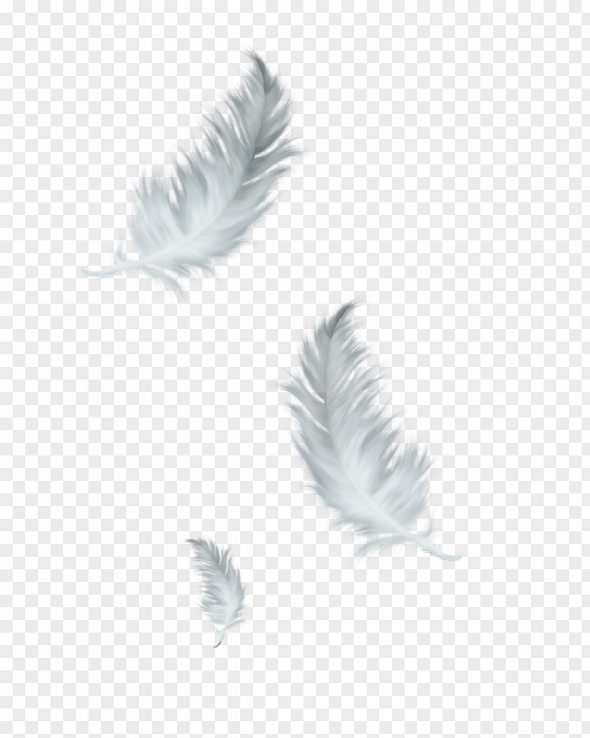 Feather PNG