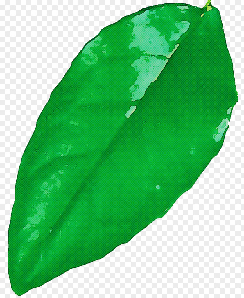 Leaf Green Biology Plants Science PNG