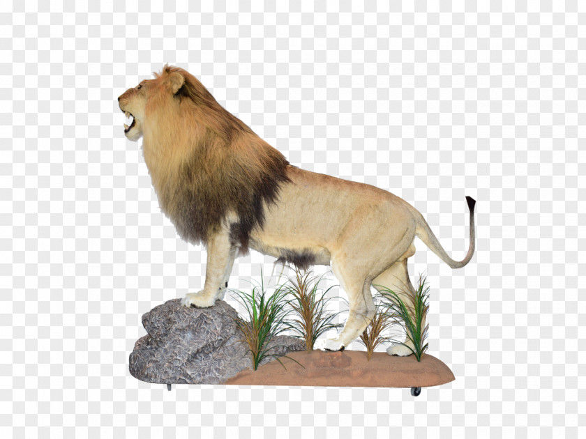 Lion Taxidermy South Africa 骨格標本 Big Cat PNG