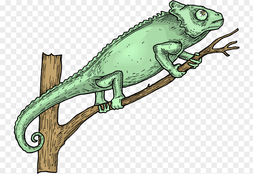 Lizard Chameleons Green Iguana Reptile Clip Art PNG