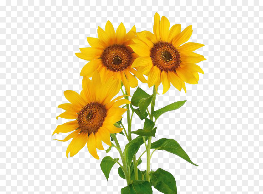 Sunflower Flower Stock Photography Common Vase With Three Sunflowers PNG