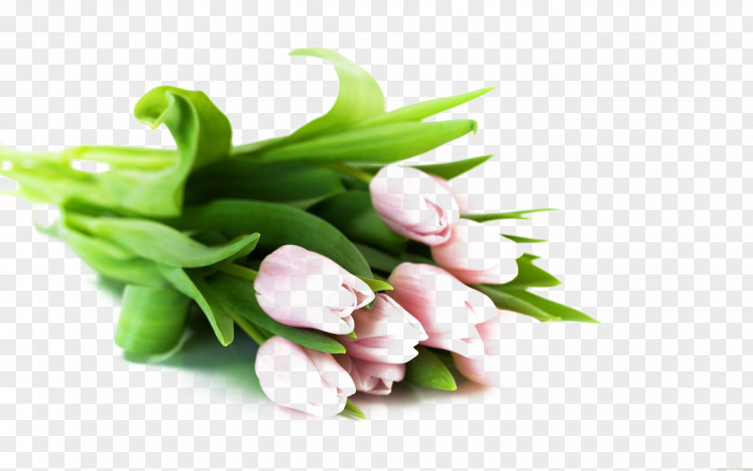 Bouquet Of Pink Tulips Flower Tulip White Wallpaper PNG