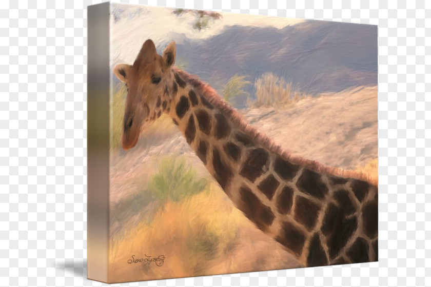 Giraffe Neck Terrestrial Animal Wildlife Snout PNG