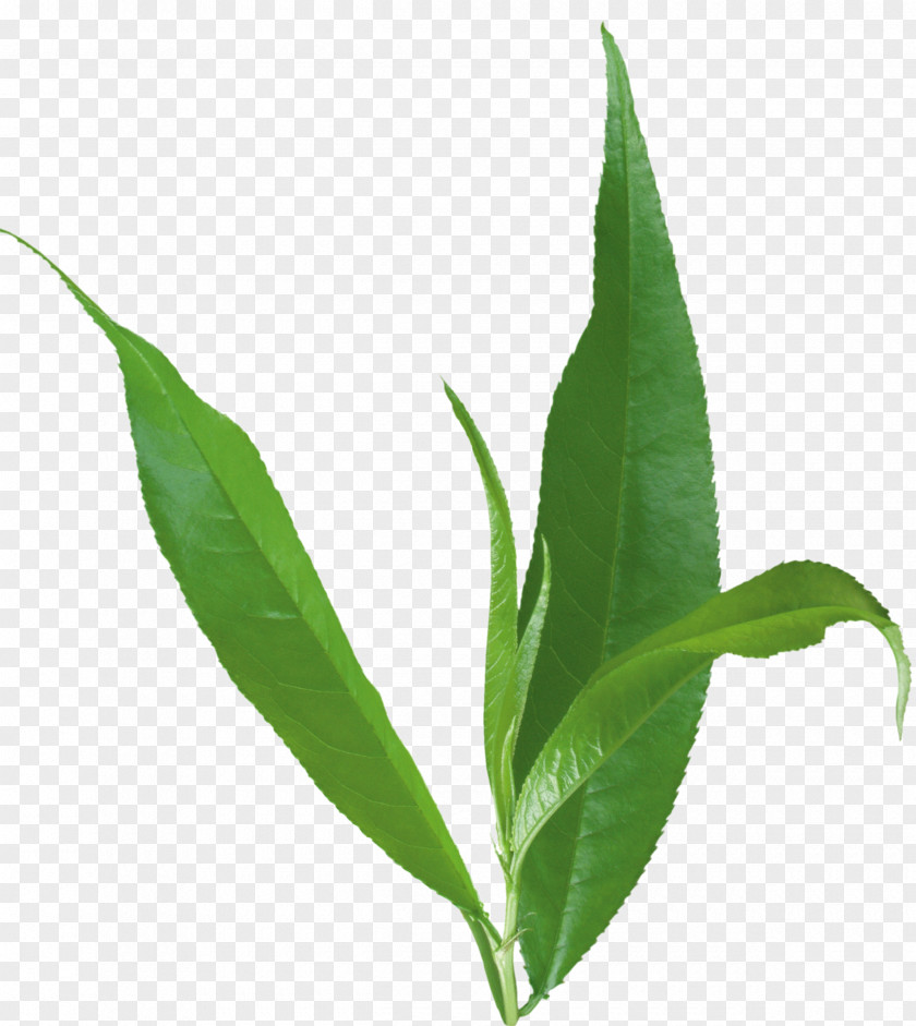 Tea Leaf Plant Stem Herb PNG