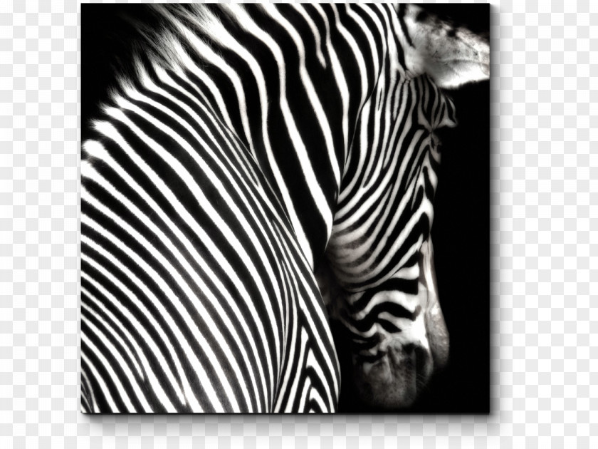 Zebra Black And White Painting Photography PNG