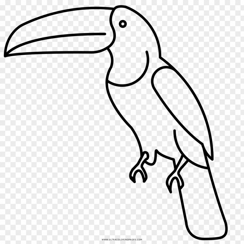 Bird Beak Drawing Toucan Coloring Book PNG