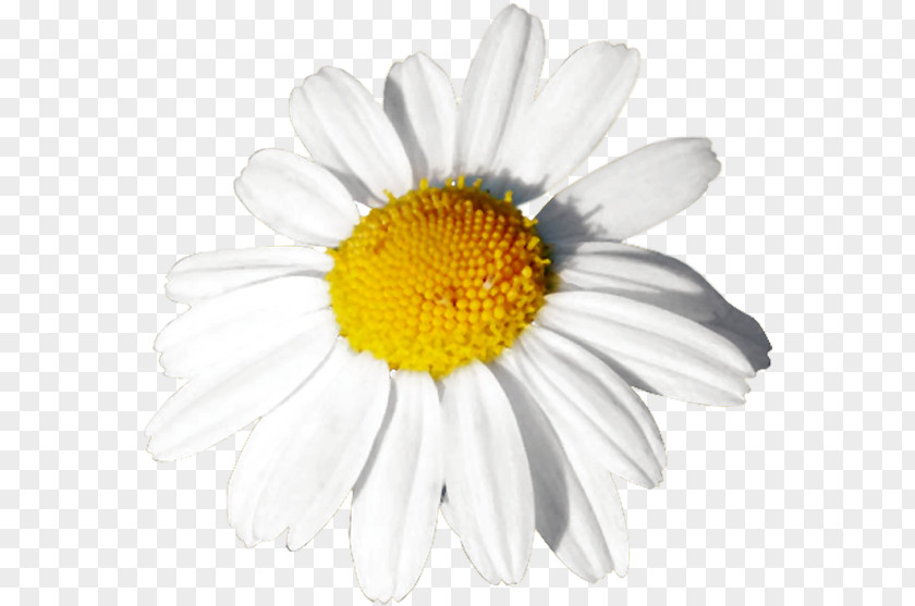 Chamomile Common Daisy Oxeye Mayweed Roman PNG