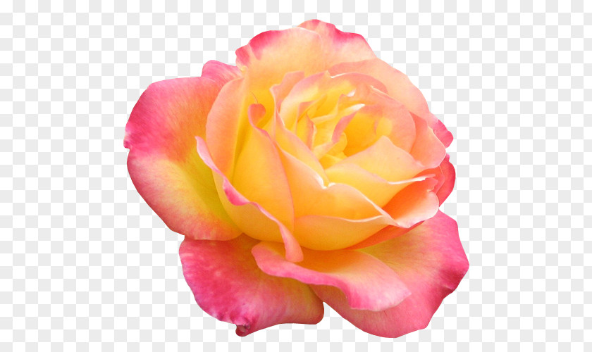 Flower Garden Roses Digital Image Clip Art PNG
