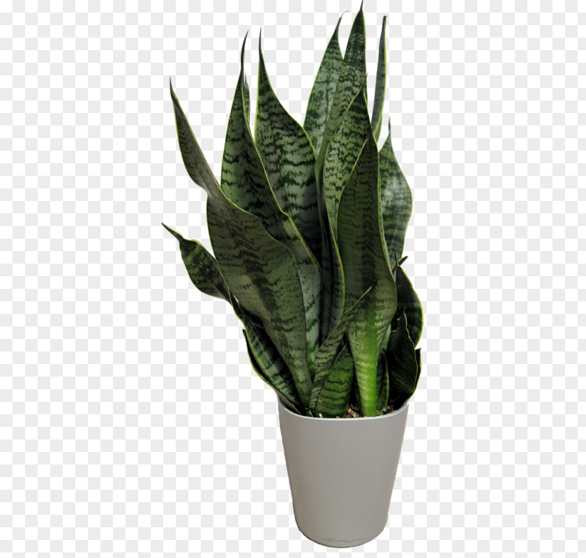 Interior Plant Leaf Flowerpot Houseplant Arrowroots PNG