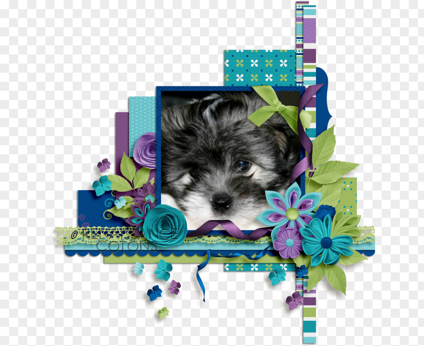 Mister Potato Chips Morkie Puppy Schnoodle Yorkshire Terrier Havanese Dog PNG