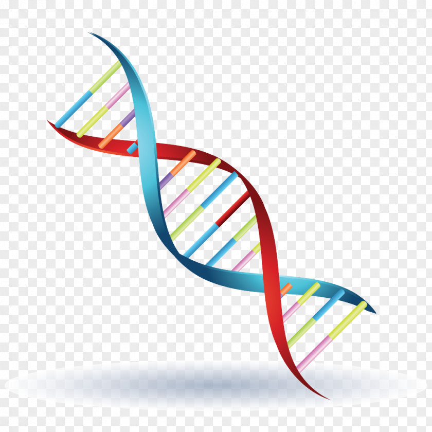 Dna Vector Chromosome Genetics DNA Symbol Clip Art PNG