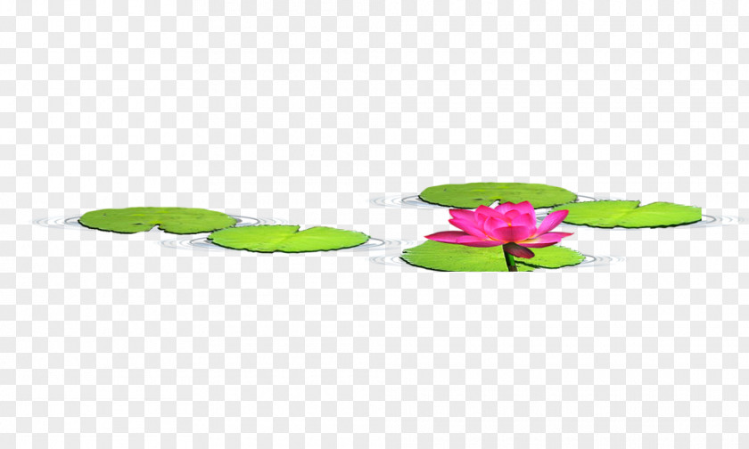 Lotus Petal Green Pattern PNG