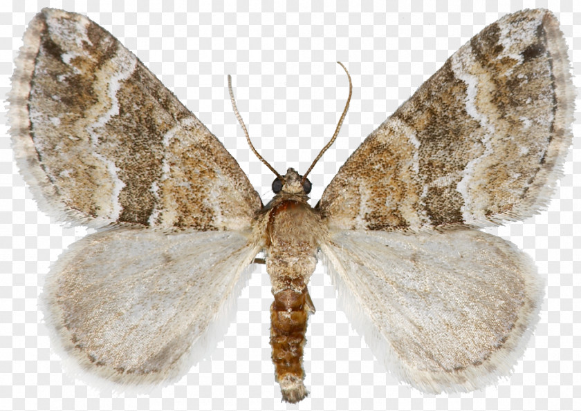 Silkworm Brown House Moth Brush-footed Butterflies Gossamer-winged Butterfly PNG