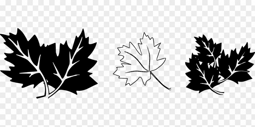 Leaf Maple Drawing Black And White Clip Art PNG