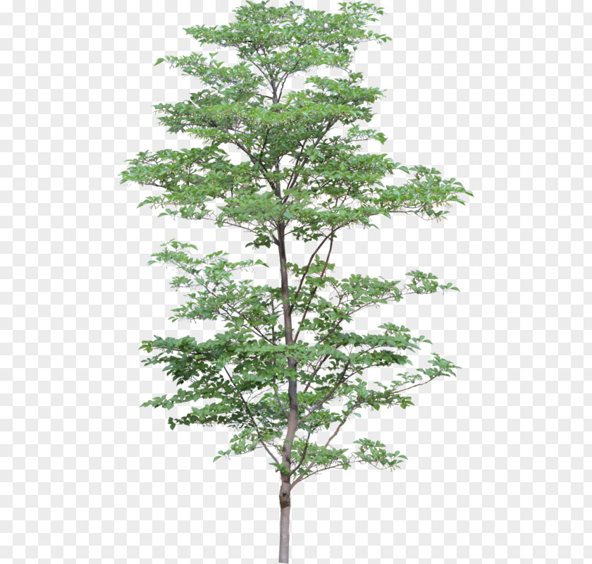 Plane Pine Family Tree Design PNG