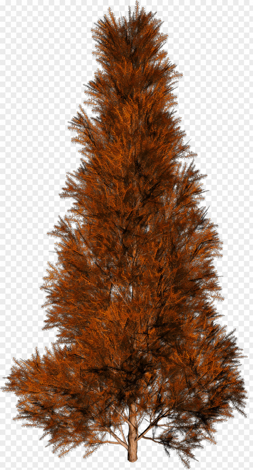 Trees Tree Autumn Spruce PNG