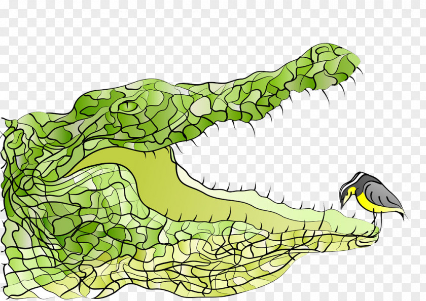 Crocodile Mouth Bird American Alligator Illustration PNG