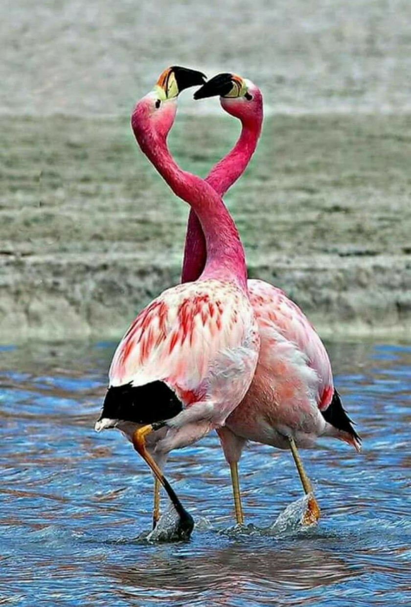 Flamingo Lake Nakuru Plastic Greater Bird PNG