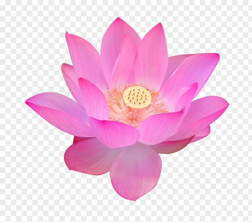 Lotus Nelumbo Nucifera Volga Delta Egyptian Flower Falun Gong PNG