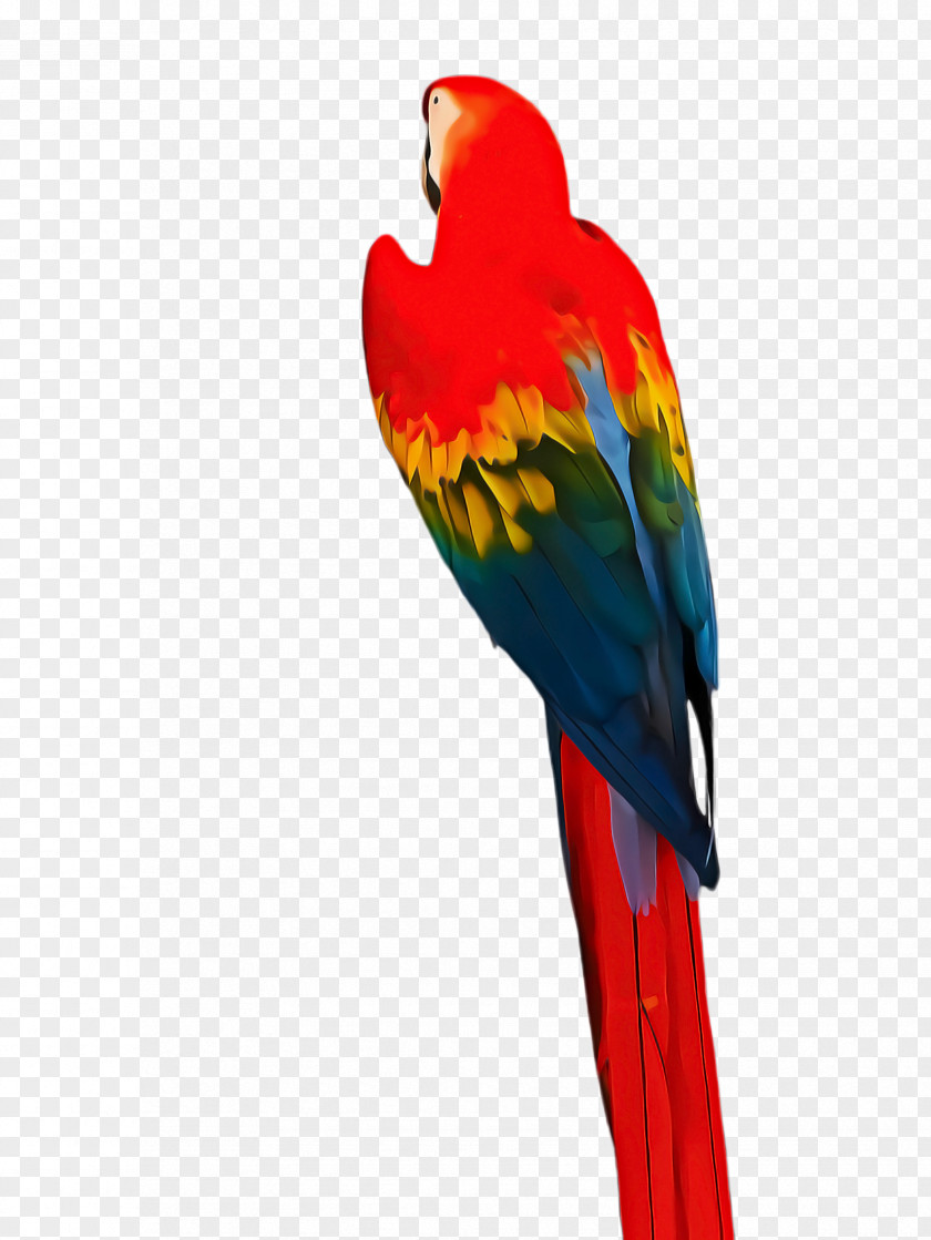 Lovebird Wing Bird Parrot PNG