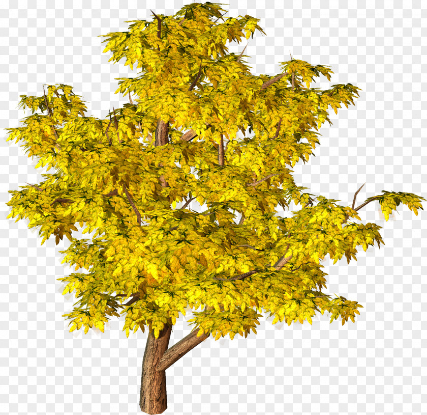 Yellow Fall Tree Clipart Clip Art PNG