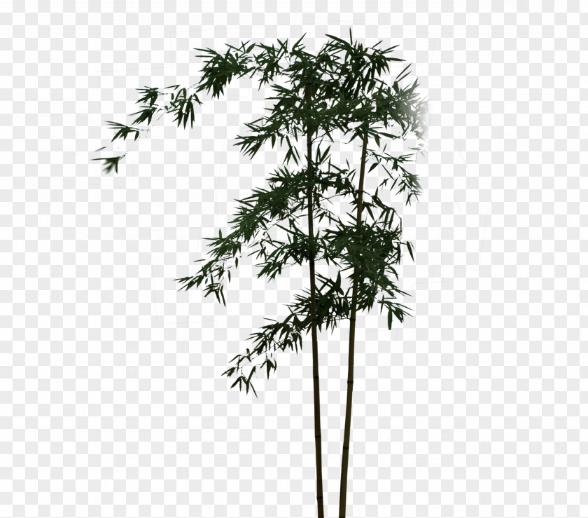 Bamboo Poster PNG
