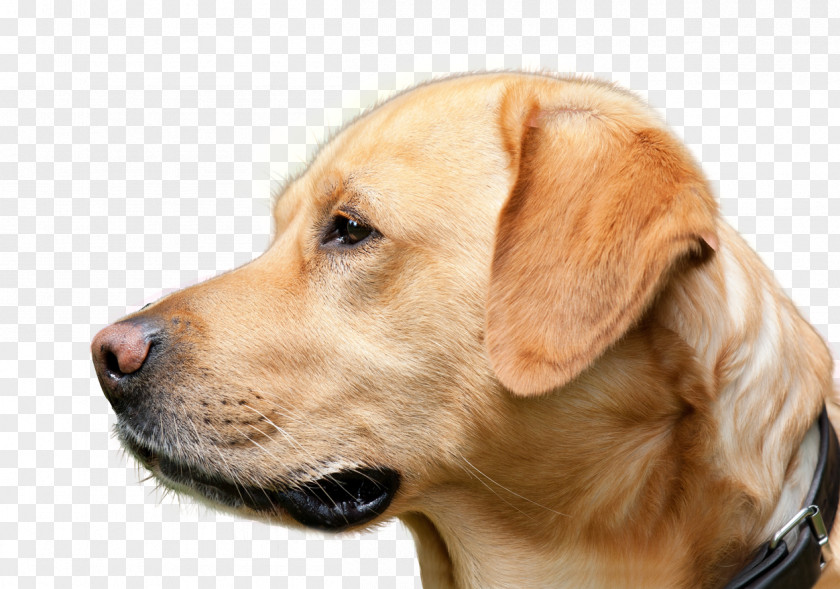 Dog Looking Labrador Retriever Golden Broholmer Breed Animal PNG