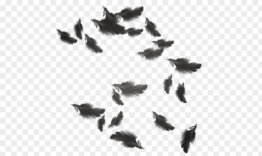 Floating Feather The Wing PNG