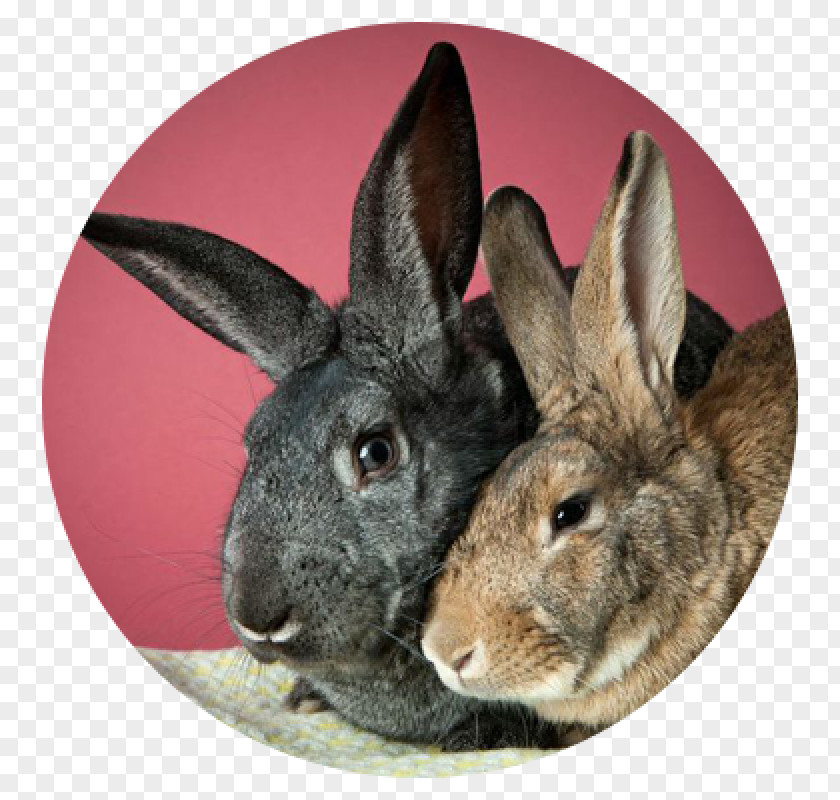 Good Neighbor Day Domestic Rabbit Humane Society Of Chittenden County Pet Adoption Hare PNG