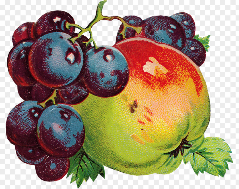 Grape Renaissance Image Illustration PNG