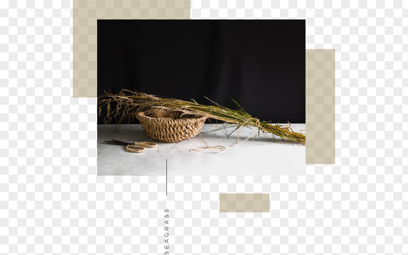 Grass Floor Fauna Product Design Feather PNG