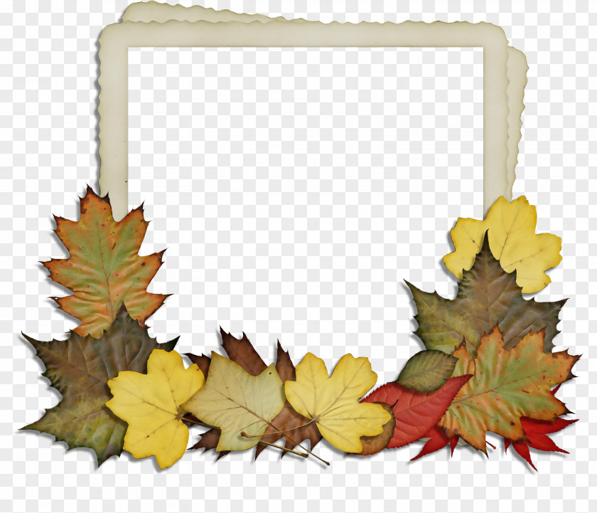 Maple Leaf Picture Frames Flower Image PNG