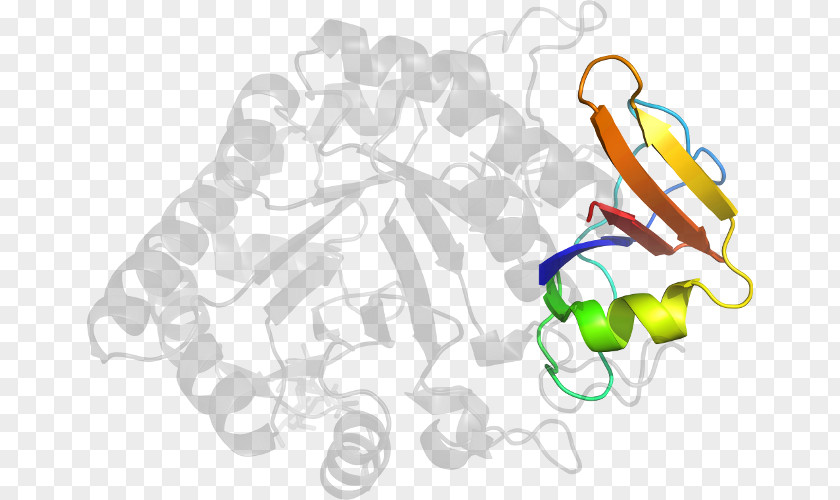 Agglutination Illustration Product Design Organism Clip Art PNG