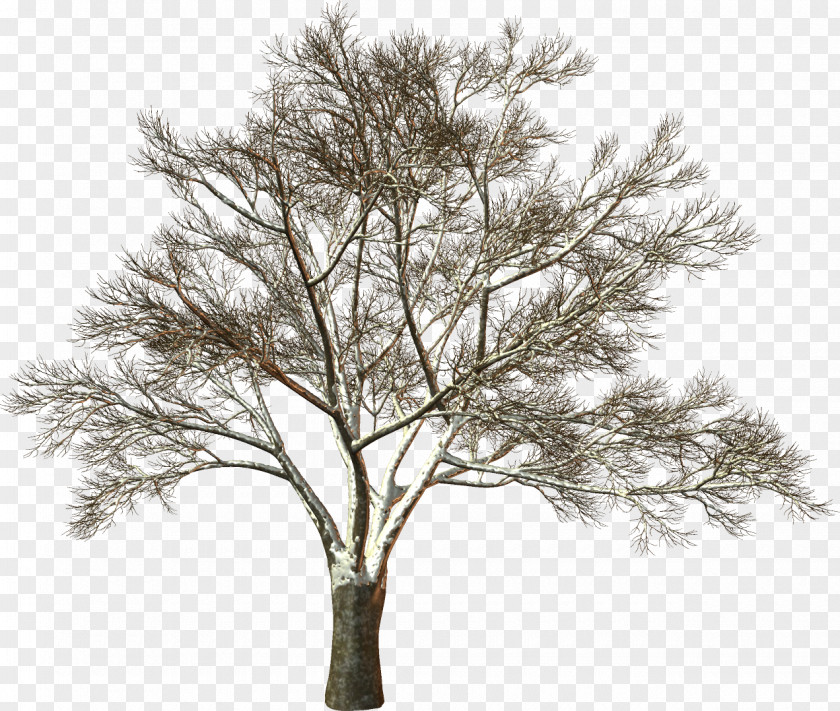 Dead Tree Trunk White PNG
