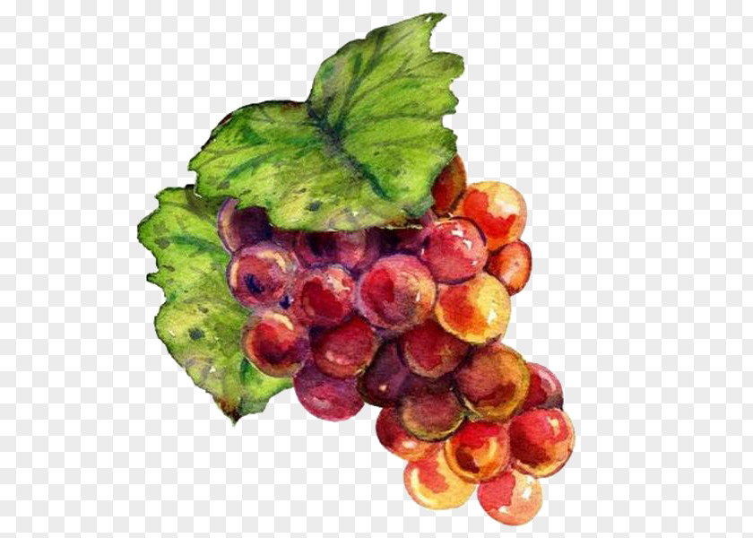 Hand-painted Grapes Wine Grape Drawing Raceme Painting PNG