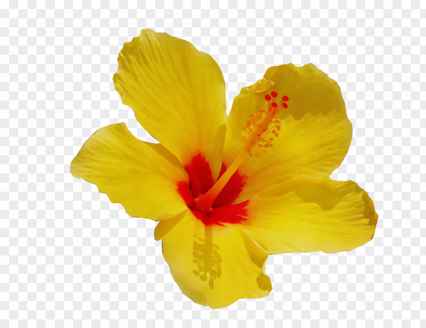 Hibiscus Mallows Herbaceous Plant Yellow PNG