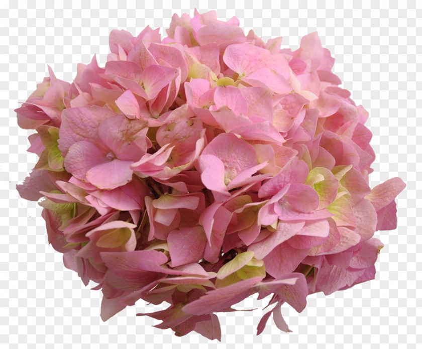 Hydrangeas Hydrangea Cut Flowers Petal Pink M PNG