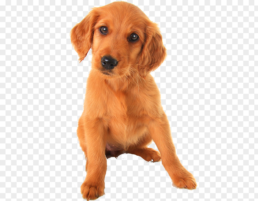 Puppy Irish Setter Golden Retriever Yorkshire Terrier Labrador PNG