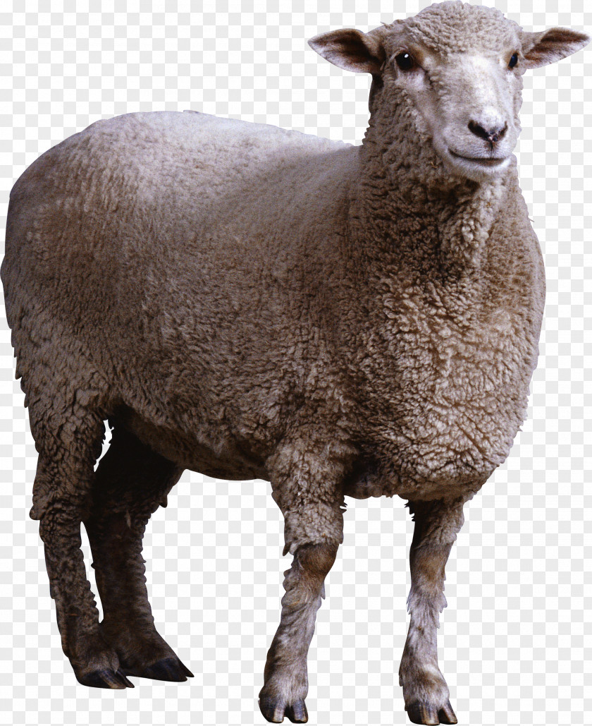 Sheep Image Wiki Computer File PNG