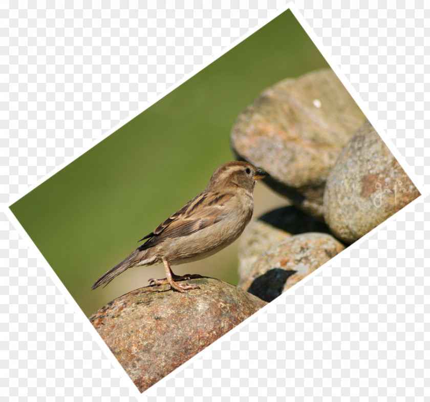 Sparrow Bird Wren Fauna Beak PNG