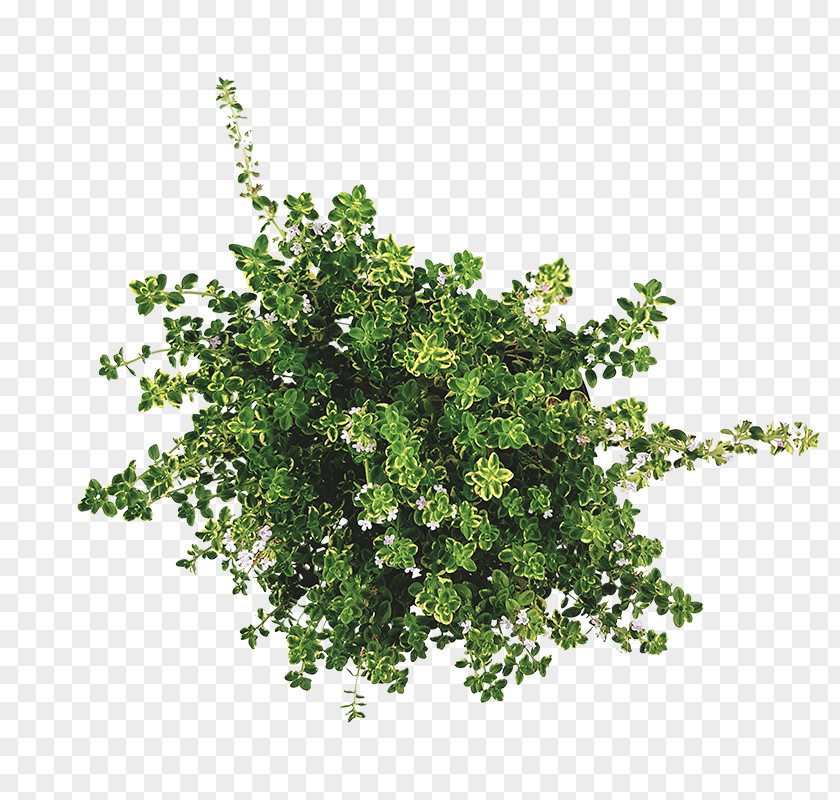 Thymian Twig Shrub Leaf Herb PNG